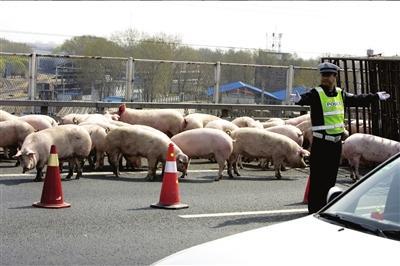送猪货车爆胎 北京五环桥上捉猪半晌拥堵