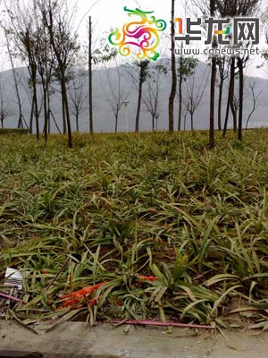 事发地下燃留的香烛 何青枚摄