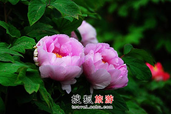 洛阳旅游个性线路推荐