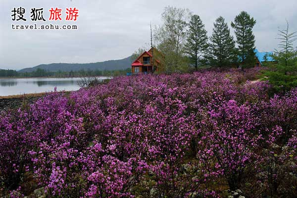 达尔滨湖、喇嘛山和莫尔道嘎的杜鹃坡观花指南