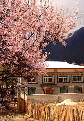 桃花与藏居交相辉映