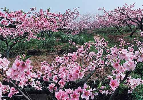 龙泉桃花