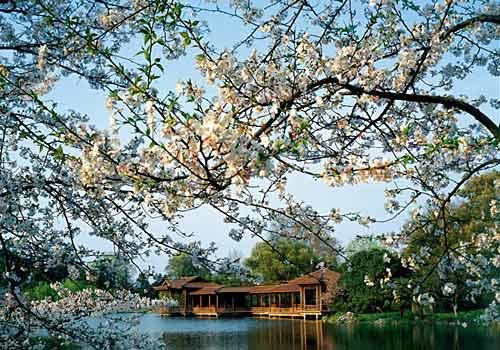 西湖桃花